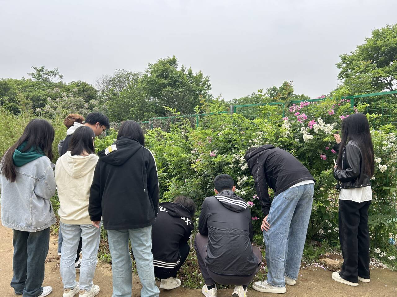 蔷薇花开春满园，大棚实践结硕果 ——城市建设学院大棚实践基地蔷薇绽放